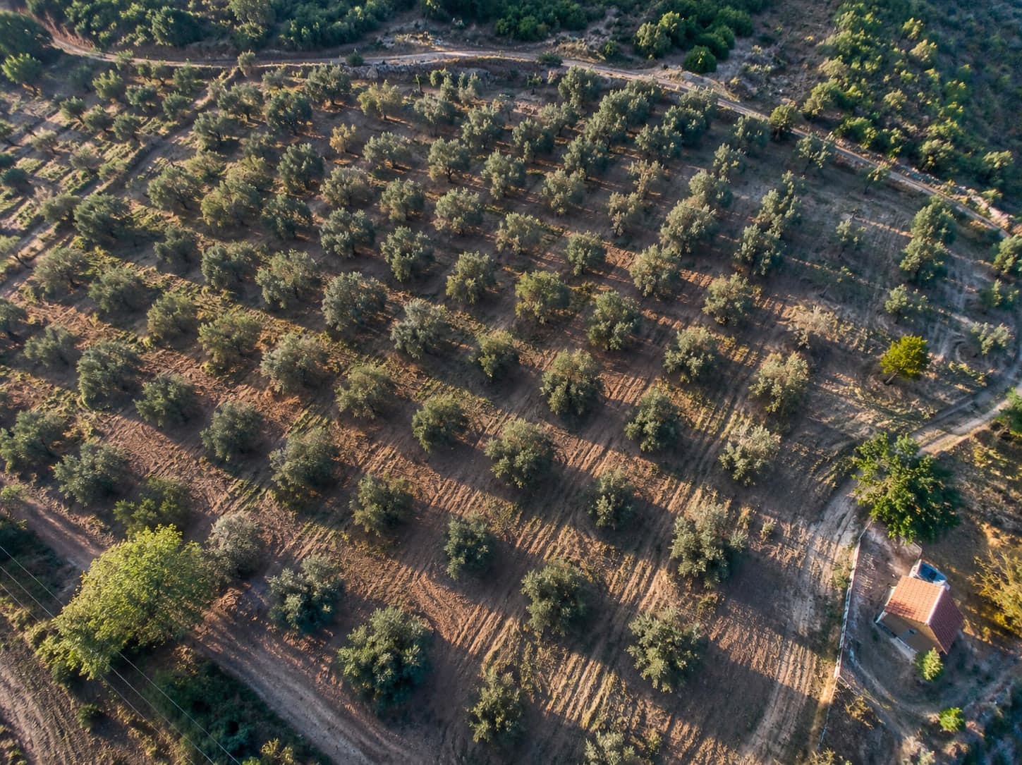 Zeytinlik, havadan: sıra sıra zeytin ağaçları